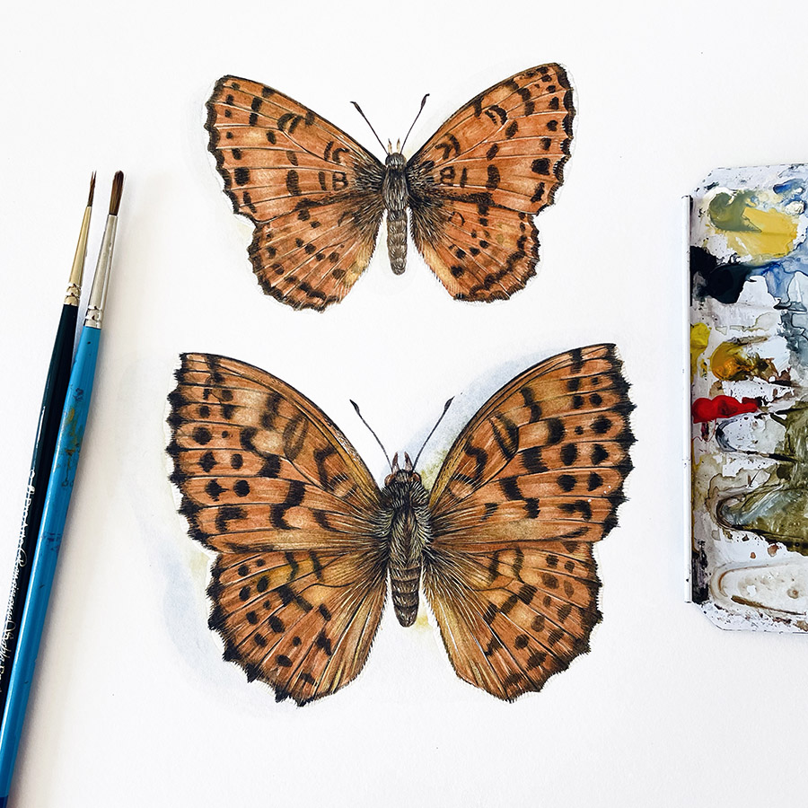 Double Fritillaries: Caroline Rudge